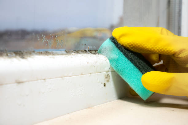 Best Localized Mold Remediation (e.g., coastal areas, humid climates) in Arroyo Grande, CA