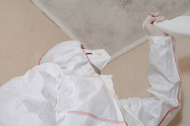 Best White Mold Remediation in Arroyo Grande, CA